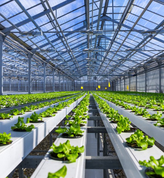 Horticulture (greenhouse) industry